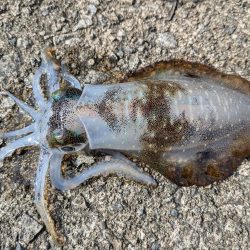 朝マズメの短時間勝負